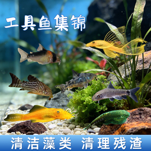 热带观赏鱼除藻异型鱼清道夫黑线飞狐底栖鼠鱼工具鱼清洁工小精灵