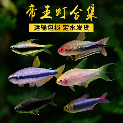 帝王灯淡水鱼灯科鱼群游鱼