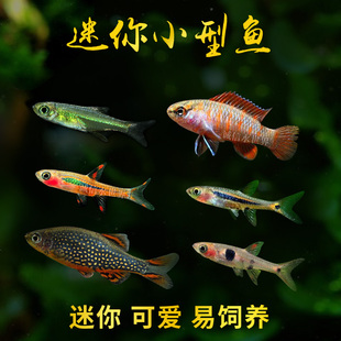 小型观赏鱼喷火灯火焰小丑绿晶灯火翅金钻斑节鳉青眼灯活体