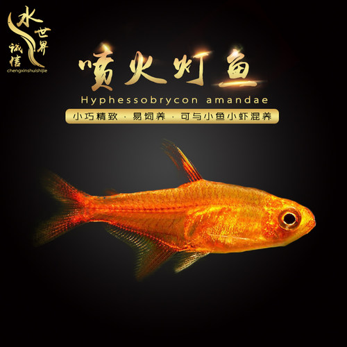 淡水梦幻火焰群游宠物活体小型鱼