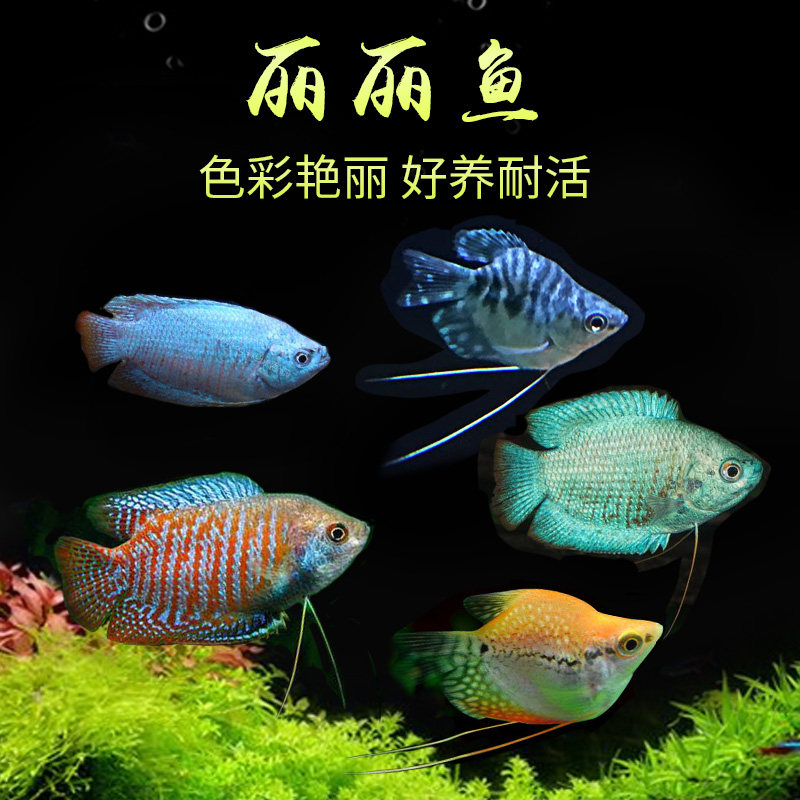 五彩丽丽热带观赏鱼珍珠马甲球漂亮宝贝吃蛋白虫好养耐活蓝曼龙球