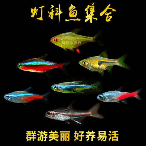 宝莲灯斑马鱼活体红鼻剪刀红绿灯
