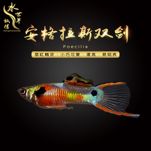 精灵孔雀观赏鱼日本兰双剑火焰精灵熊猫精灵安格拉斯约克逊