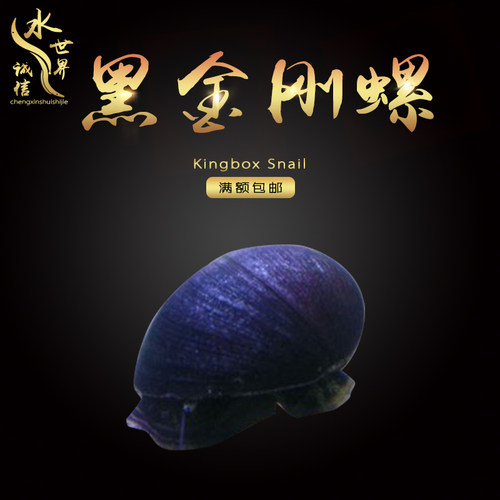 黑金刚螺除藻清洁缸壁工具螺