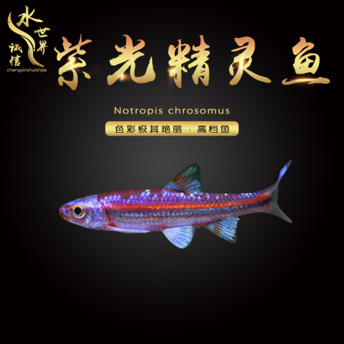 大紫光精灵多彩霓虹鱼彩虹精灵冷水观赏鱼中小型灯科鱼群游鱼活体