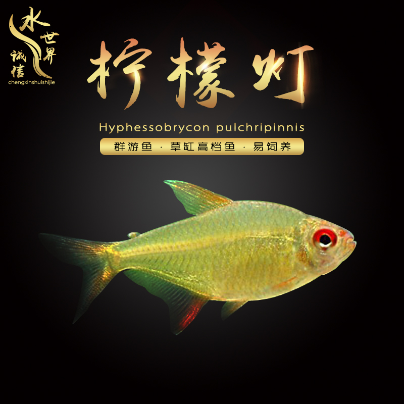 柠檬灯淡水热带鱼群游鱼