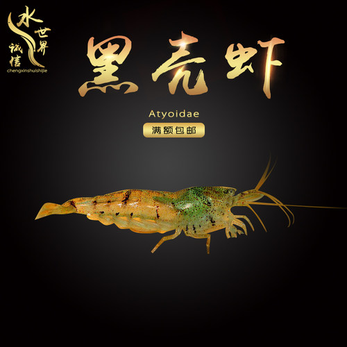 水族清洁活体饲料黑壳虾冷水虾