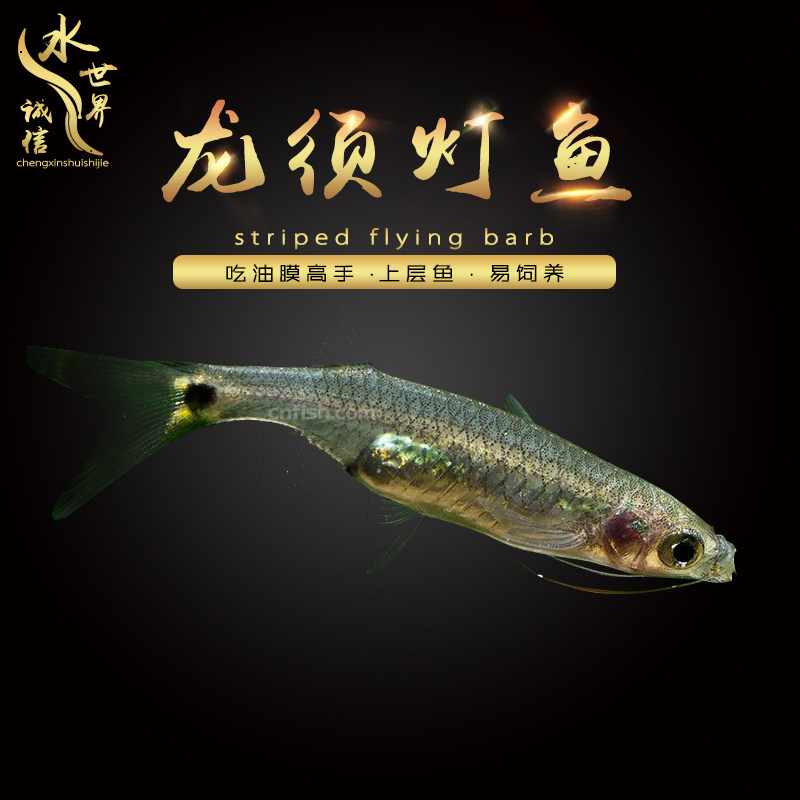 龙须灯鱼小型热带鱼上层观赏鱼除油膜喜群居灯科鱼吃油膜鱼群居