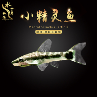 草缸除藻工具鱼小精灵鱼吃藻鱼清道夫胡子大帆黑线飞狐小猴飞狐