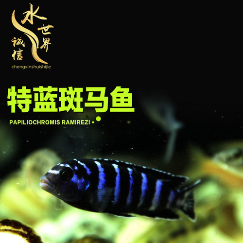 活体马鲷鱼特蓝斑马三湖慈鲷淡水
