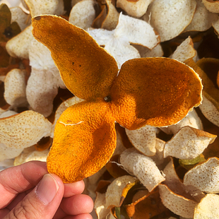 2024年2025新会特产东甲梅江天马圈枝原枝大红皮天然生晒储存袋装