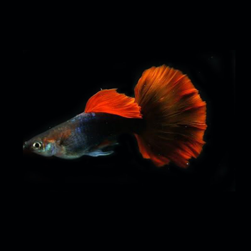 红扇孔雀鱼观赏鱼 小型淡水好养纯种凤尾鱼 胎生热带小鱼活观赏鱼