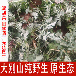 新鲜大别山原生态泥胡菜湖北野菜野生泥胡菜石灰菜紫花苦菜猪兜菜