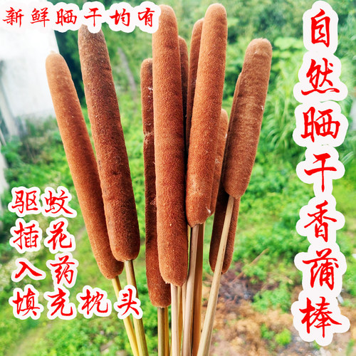 天然野生香蒲苗蒲棒毛蜡烛蒲草棒