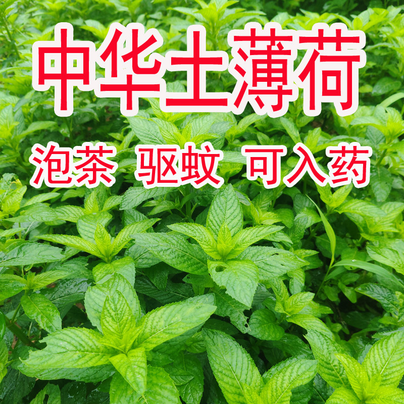 中华土薄荷苗 野生薄荷苗种子可食用入药薄荷银丹草 种植薄荷苗种