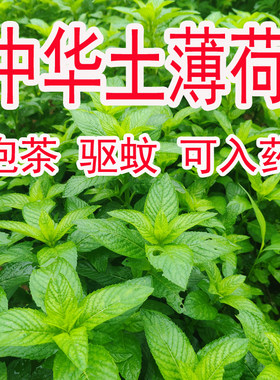 带盆老品种中华土薄荷苗食用入药