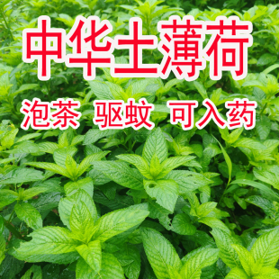 中华土薄荷苗 野生薄荷苗种子可食用入药薄荷银丹草 种植薄荷苗种