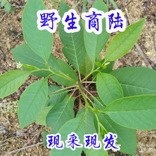 大别山野生商陆 中药材见肿消天然山萝卜 土人参现采现发新鲜商陆