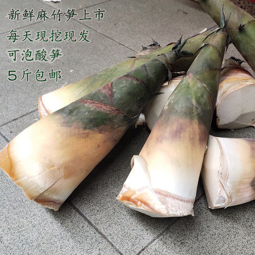 夏季新鲜现挖野生嫩竹笋可制酸笋