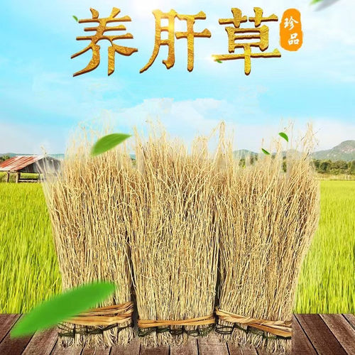 养肝草丝线根干龙须草10扎约50g