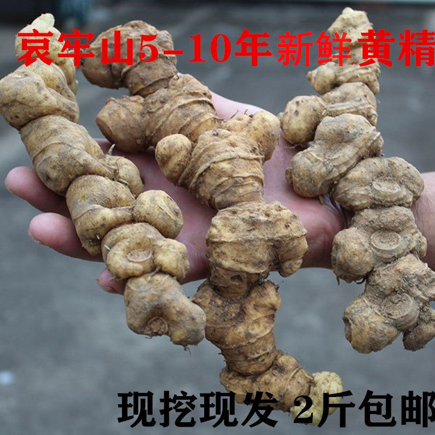 新鲜黄精老虎姜云南哀牢山农家新黄精老虎姜正品鸡头药材500克
