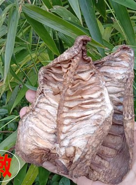 建瓯笋尖春烟笋柴火烘干精选无硫