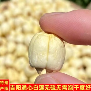 建瓯特产吉阳白莲精选大个去芯新鲜莲子干货特级500g通心粉糯香甜