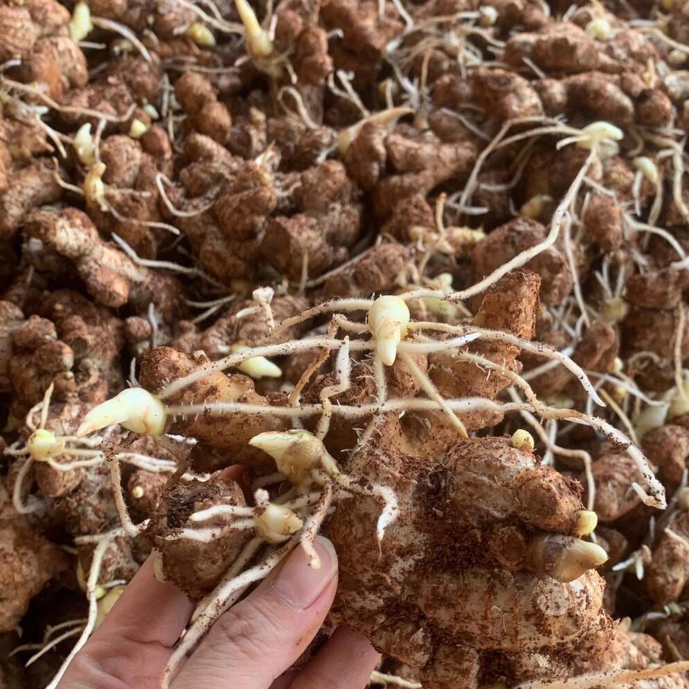 姜种生姜种子云南小黄姜带芽种籽种姜苗可直接种现货特惠包邮