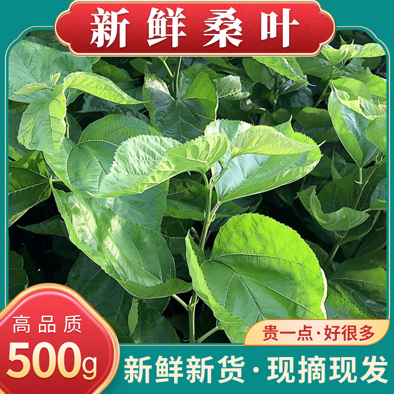 新鲜的桑叶新鲜食用桑叶喂蚕宝宝新鲜桑叶现摘现发桑树叶子桑叶茶图片