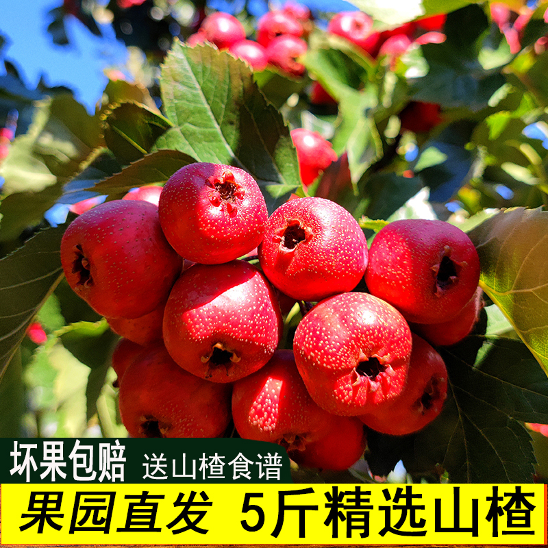 山楂果新鲜山楂果五棱大果鲜果山里红鲜果批发山楂干冰糖葫芦专用