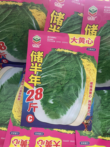 储半年大黄心大白菜种子农家秋季大白菜籽大颗菜黄心菜腌储用40克