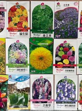 鲜花种子花籽大全猫草种子菊花种子薰衣草籽铜钱草迷你花卉种子