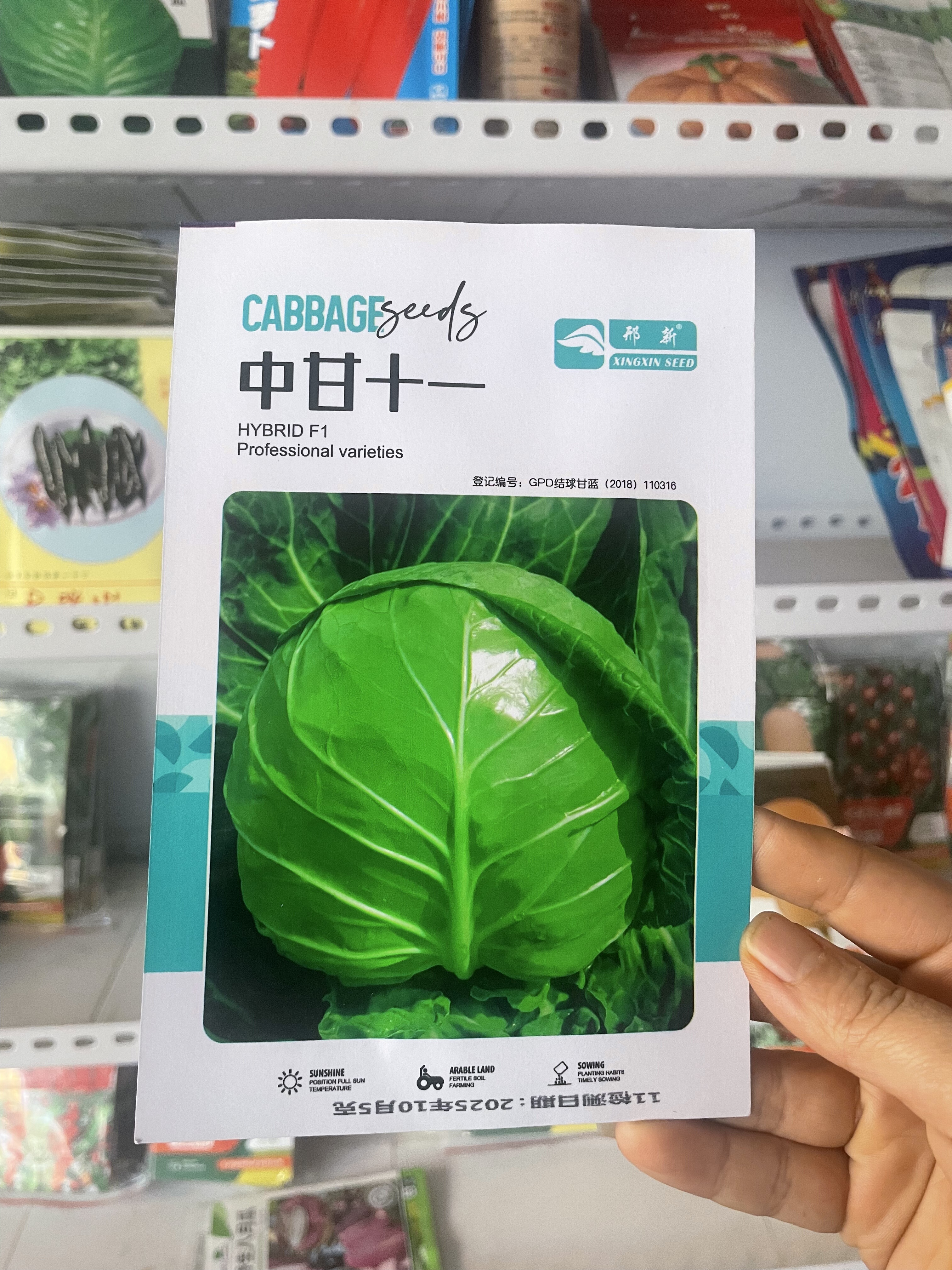 中甘十一中早熟甘蓝种子包心菜种籽春甘蓝籽小菜园大头菜种籽