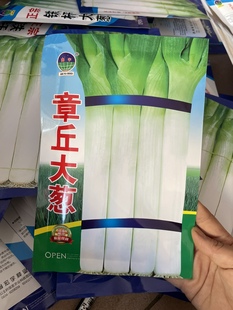章丘大葱种子秋季白露葱籽高白大葱种籽冬储大葱40克原装包邮