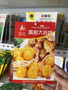 东北新籽大黄菇娘种子甜菇娘灯笼果黄金洋姑娘小姑娘5g满8元包邮