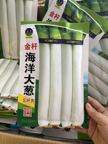 大葱种子海洋大葱籽农家抗倒伏