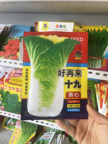 好再来十九黄心大白菜种子秋菜厂心菜腌酸菜冬储大白菜种籽包邮