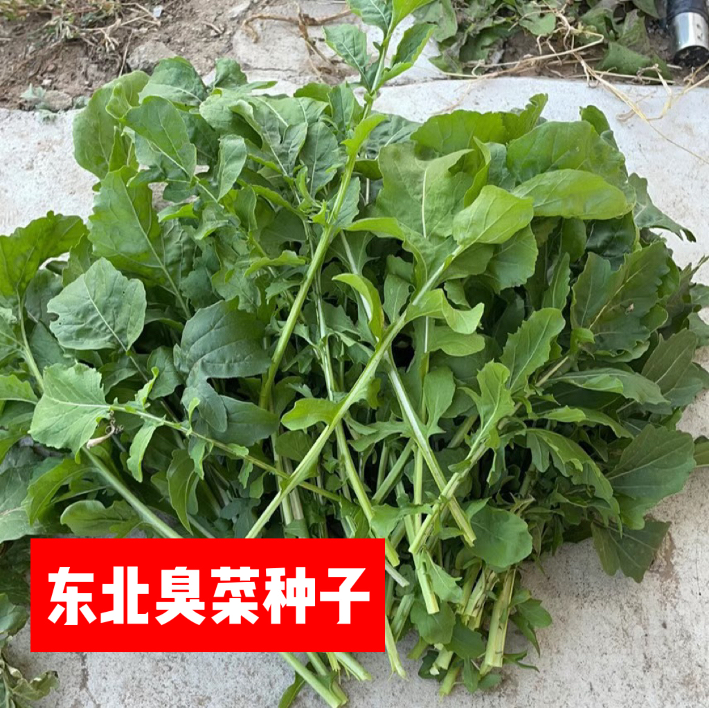 东北老品种大叶臭菜籽小叶臭菜籽