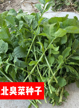 东北老品种大叶臭菜籽小叶臭菜籽
