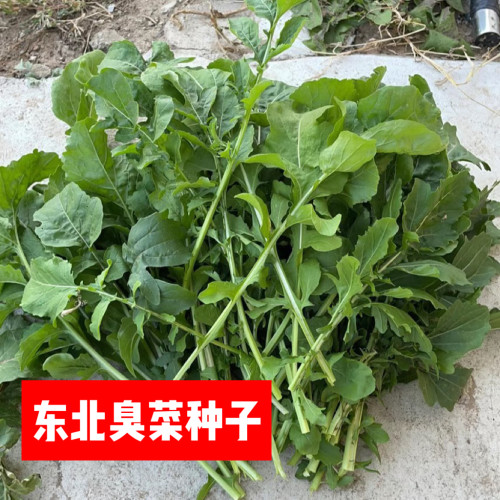 东北老品种大叶臭菜籽小叶臭菜籽