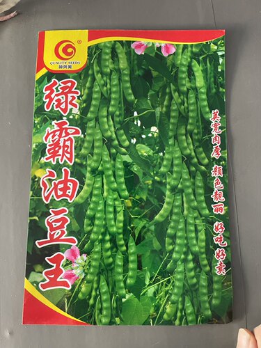 绿霸油豆角种子农家无筋无柴