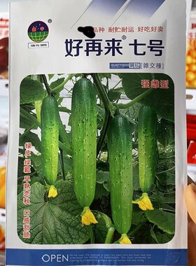 强磁旱黄瓜种子好再来七号农家
