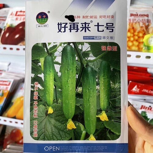 强磁旱黄瓜种子好再来七号农家