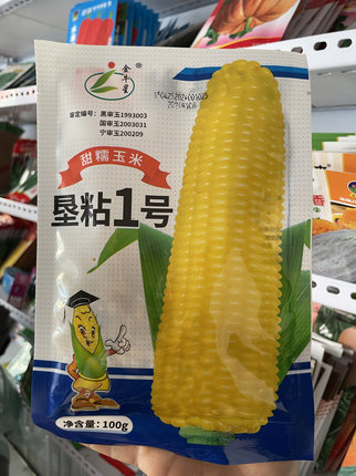 垦粘一号糯玉米种子黄糯玉米种籽东北农家粘苞米籽黄粘玉米老品种