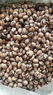 黄豆角种子东北黄油豆角籽鼓豆面糊无筋无柴鲜冻两吃小油豆角种籽