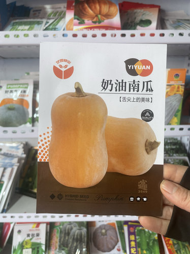 奶油南瓜种子迷你南瓜种籽农家早熟甜糯窝瓜籽10粒满8元包邮