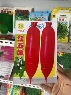 红五缨水萝卜种子红水萝卜种籽春季农家菜园萝卜籽可吃菜吃萝卜