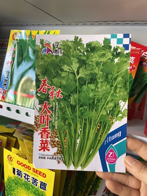 东北大叶香菜芫荽农家