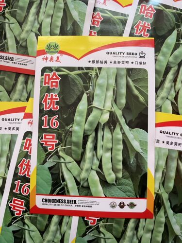 哈优16号油豆角种子农科院繁育