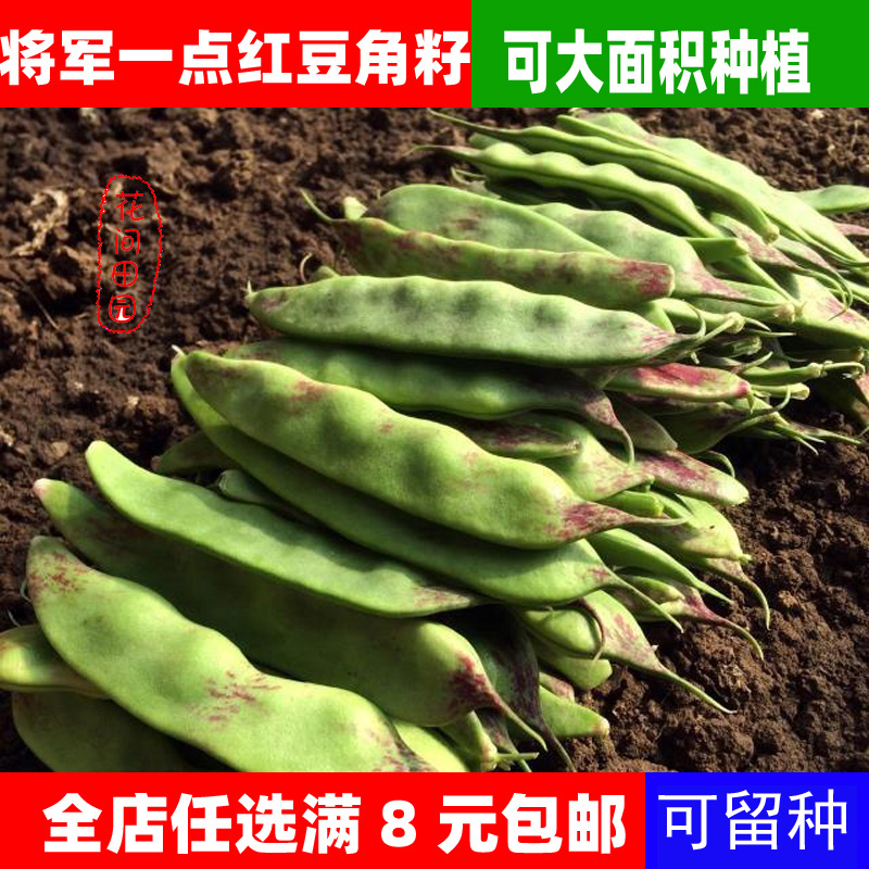 东北新籽蔬菜种子油豆角种子架豆豆角籽将军一点红豆角种子热卖